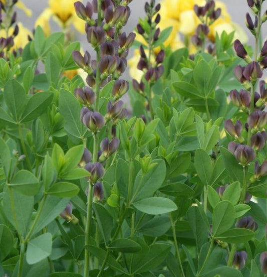 BAPTISIA X VARIICOLOR TWILITE PRAIRIEBLUES™ / FALSE INDIGO