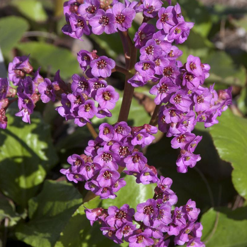 BERGENIA CORDIFOLIA / BERGENIA