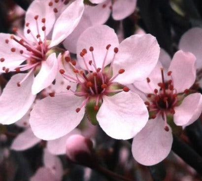 PRUNUS X CISTENA / PURPLE-LEAF SAND CHERRY