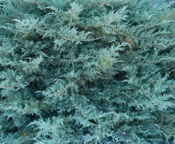 JUNIPERUS X PFITZERIANA GLAUCA / BLUE PFITZER JUNIPER