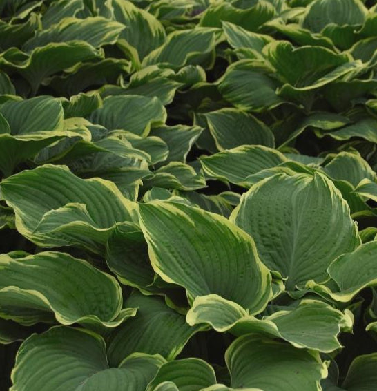 HOSTA SAGAE / SAGAE HOSTA