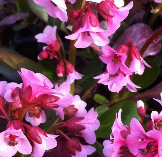 BERGENIA X PINK DRAGONFLY / HEARTLEAF BERGENIA