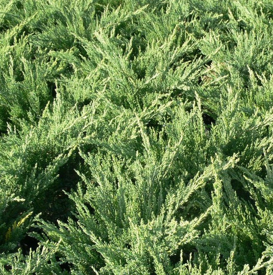 JUNIPERUS SABINA TAMARISCIFOLIA NEW BLUE / BLUE TAMARIX SAVIN JUNIPER