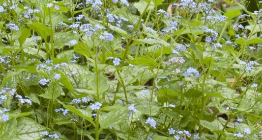 BRUNNERA MACROPHYLLA JACK FROST / SIBERIAN BUGLOSS