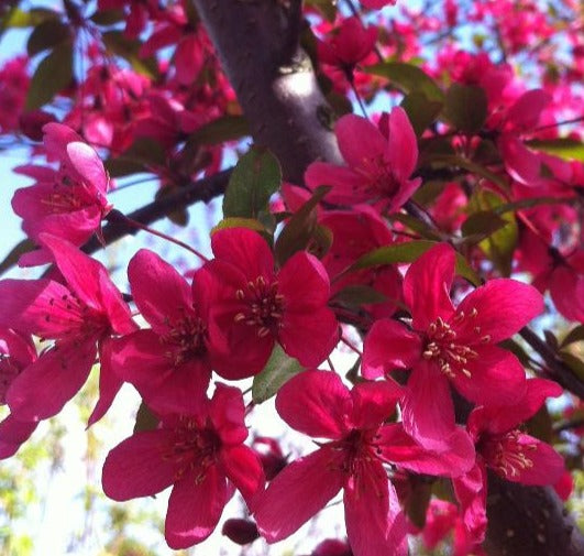 MALUS PRAIRIFIRE / PRAIRIFIRE CRABAPPLE