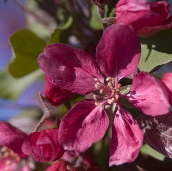 MALUS PROFUSION / PROFUSION CRABAPPLE