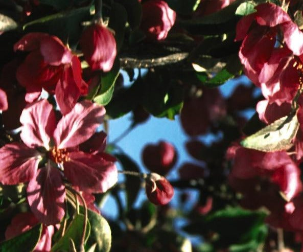 MALUS RED BARRON / RED BARRON CRABAPPLE