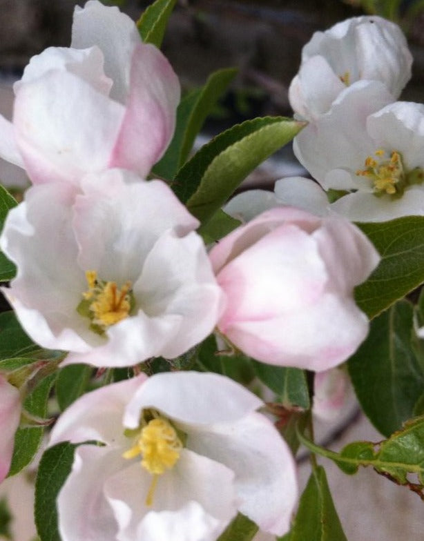 MALUS RINKI / RINKI CRABAPPLE