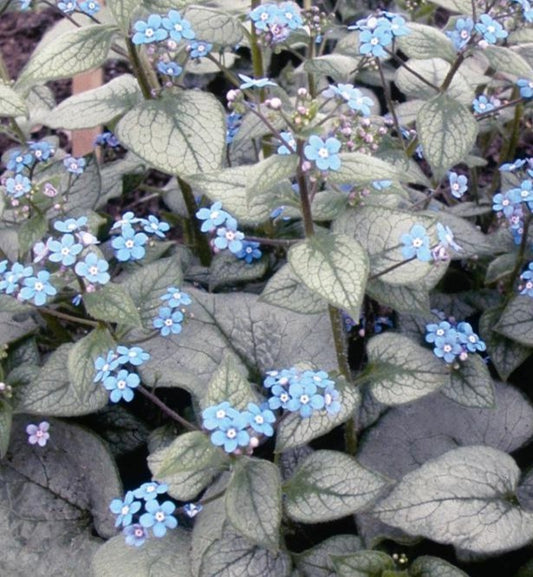 BRUNNERA MACROPHYLLA LOOKING GLASS / SIBERIAN BUGLOSS