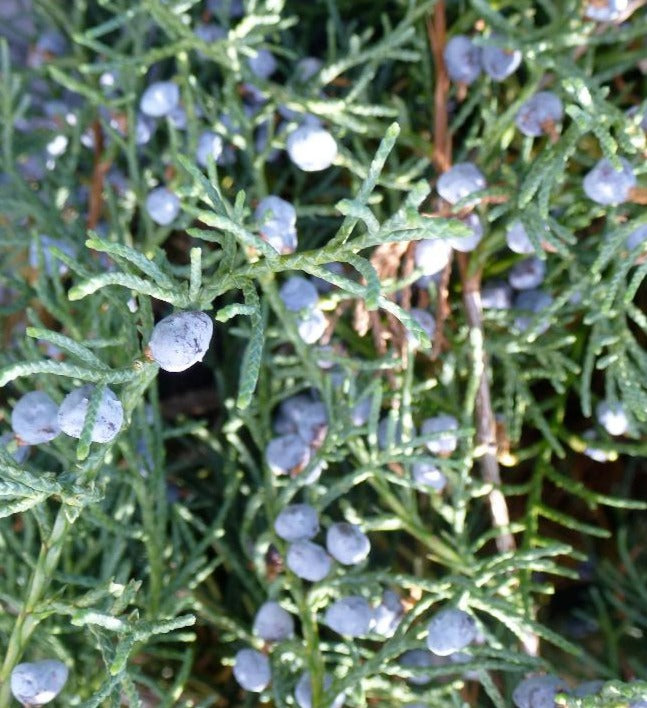 JUNIPERUS VIRGINIANA GREY OWL / GREY OWL JUNIPER