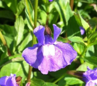 MIMULUS RINGENS / MONKEY FLOWER