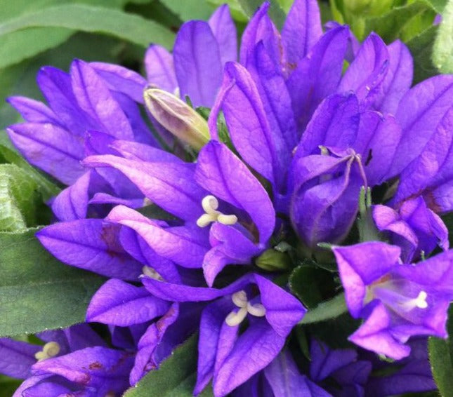 CAMPANULA GLOMERATA SUPERBA / CLUSTERED BELLFLOWER