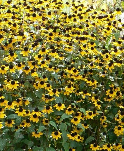 RUDBECKIA TRILOBA / THREE LOBED CONEFLOWER