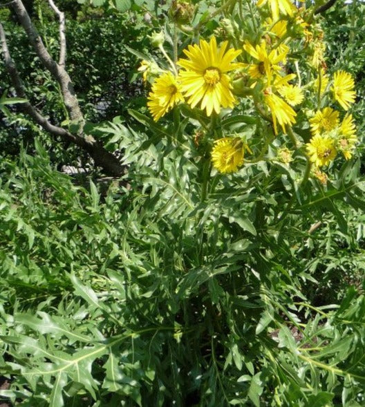 SILPHIUM LACINIATUM / COMPASS PLANT