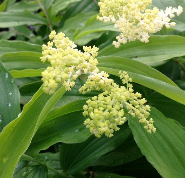 SMILACINA RACEMOSA / FALSE SOLOMON'S SEAL