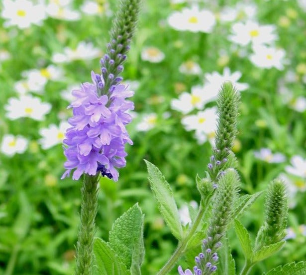 VERBENA STRICTA / HOARY VERVAIN