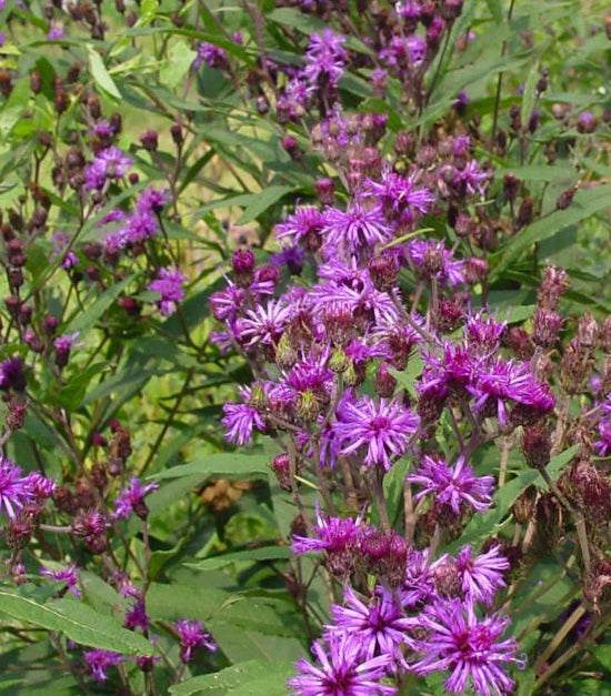 VERNONIA NOVEBORACENSIS / NEW YORK IRONWEED