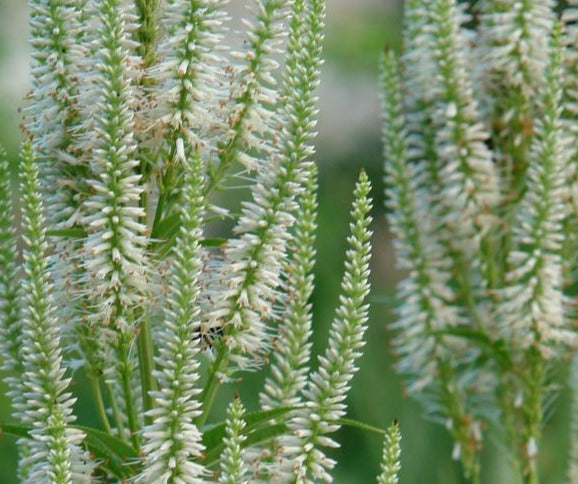 VERONICASTRUM VIRGINICUM / CULVER&