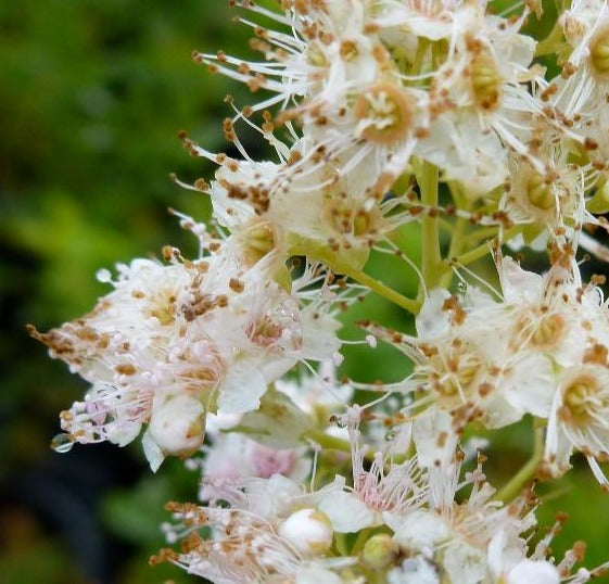SPIRAEA LATIFOLIA / STEEPLEBUSH