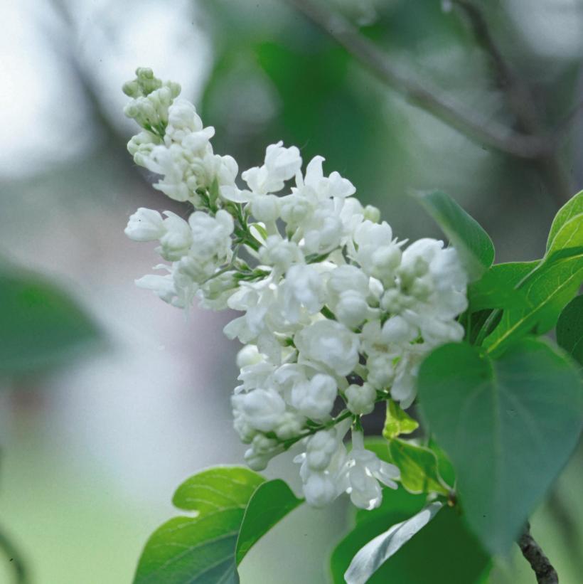 SYRINGA VULGARIS ALBA / WHITE COMMON LILAC