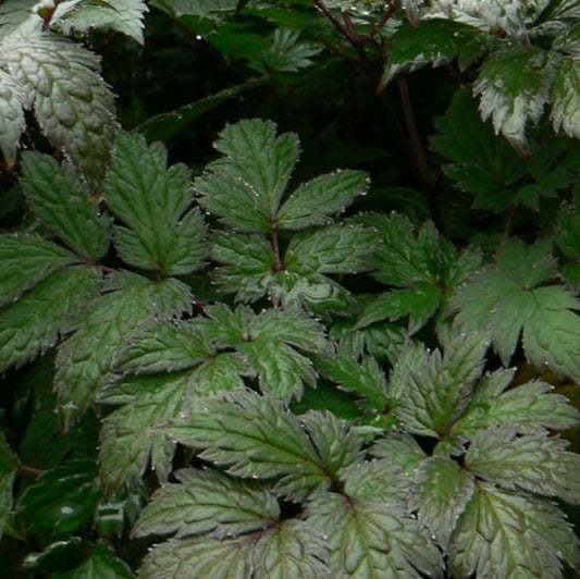 CIMICIFUGA RAMOSA BRUNETTE / PURPLE-LEAF BUGBANE