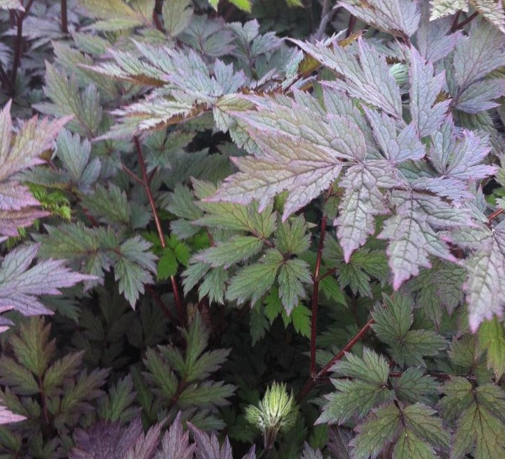 CIMICIFUGA RAMOSA PINK SPIKE / PURPLE-LEAF BUGBANE