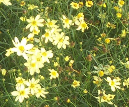 COREOPSIS VERTICILLATA MOONBEAM / THREADLEAF TICKSEED