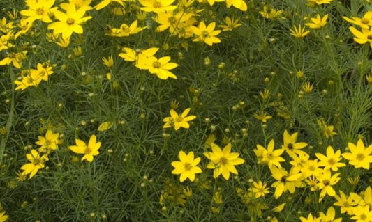 COREOPSIS VERTICILLATA / THREADLEAF TICKSEED