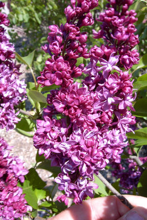 SYRINGA X VULGARIS CHARLES JOLY / CHARLES JOLY LILAC