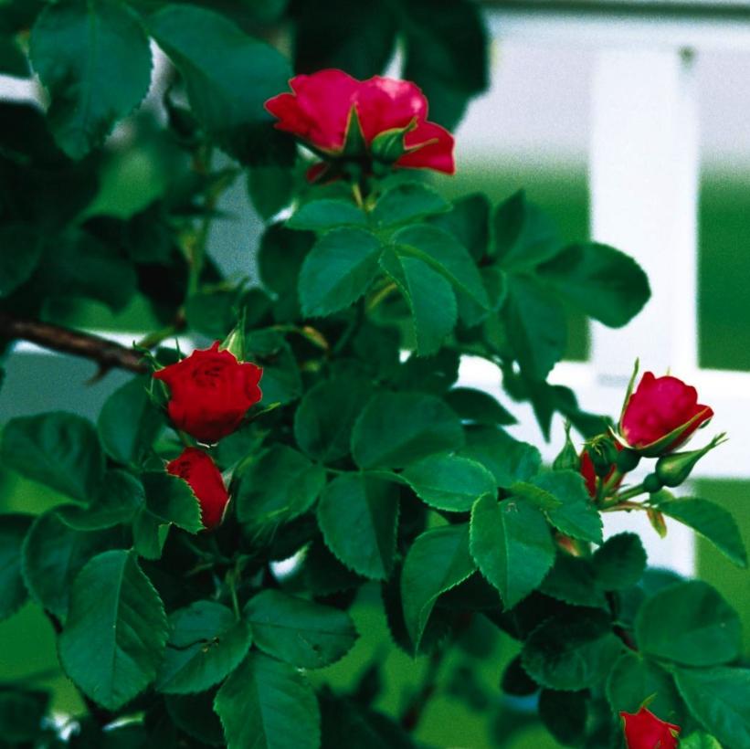 ROSA JOHN CABOT / JOHN CABOT ROSE