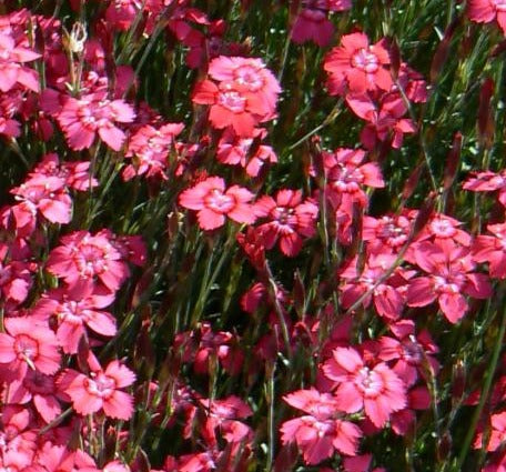 DIANTHUS DELTOIDES BRILLIANT / MAIDEN PINKS