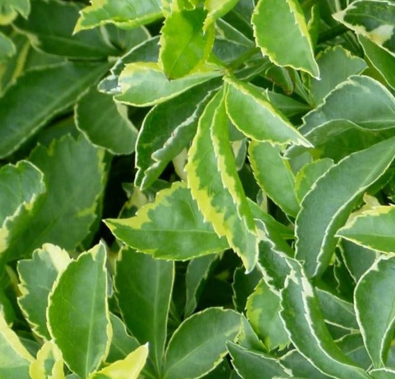 ACANTHOPANAX SIEBOLDIANUS VARIEGATUS / VARIEGATED ARALIA