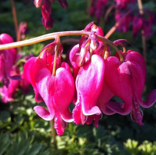 DICENTRA X KING OF HEARTS / FERN-LEAVED BLEEDINGHEART