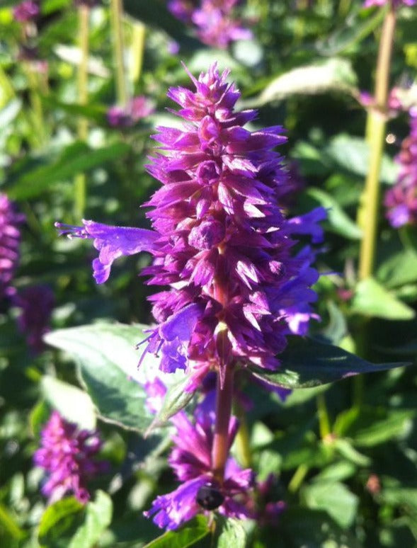 AGASTACHE X BLUE BOA / HYSSOP