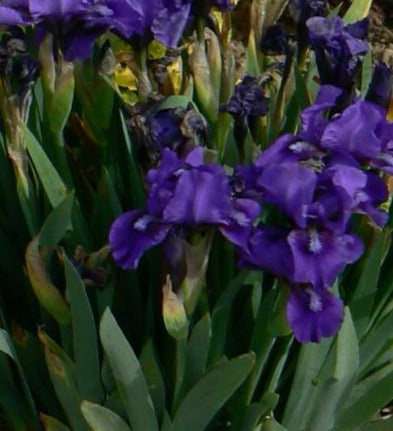 IRIS PUMILA BANBURY RUFFLES / STANDARD DWARF BEARDED IRIS