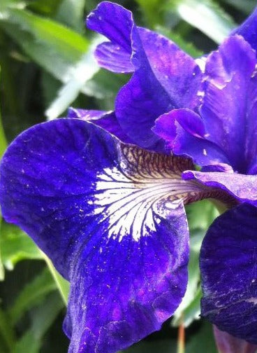 IRIS SIBIRICA RUFFLED VELVET / SIBERIAN IRIS