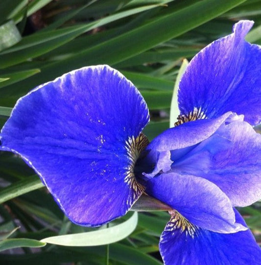 IRIS SIBIRICA SILVER EDGE / SIBERIAN IRIS