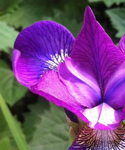 IRIS SIBIRICA STRAWBERRY FAIR / SIBERIAN IRIS