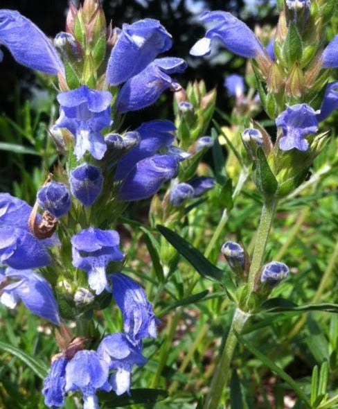 DRACOCEPHALUM ARGUNENSE FUJI BLUE / DRAGONHEAD