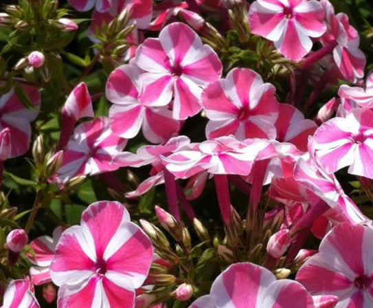 PHLOX PANICULATA PEPPERMINT TWIST / GARDEN PHLOX
