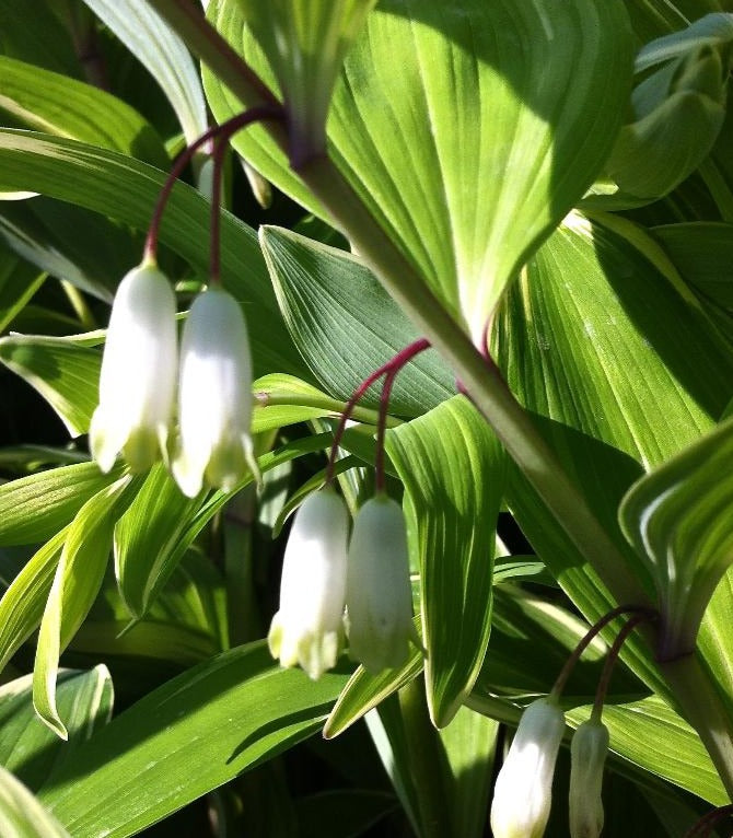 POLYGONATUM ODORATUM VARIEGATUM / VARIEGATED SOLOMON&