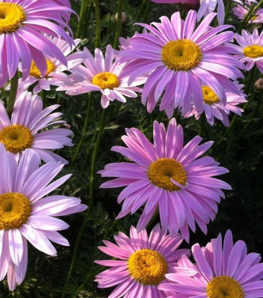 TANACETUM COCCINEUM ROBINSON'S PINK / PAINTED DAISY