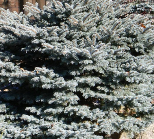 PICEA PUNGENS MONTGOMERY / MONTGOMERY BLUE SPRUCE
