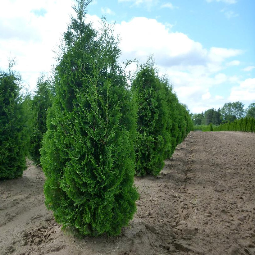 THUJA OCCIDENTALIS FASTIGIATA / PYRAMID CEDAR