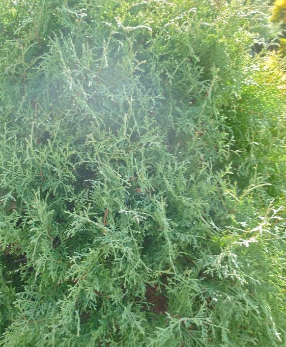THUJA OCCIDENTALIS SHERWOOD MOSS / SHERWOOD MOSS CEDAR