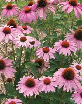 ECHINACEA PURPUREA PRAIRIE SPLENDOR / PRAIRIE SPLENDOR CONEFLOWER