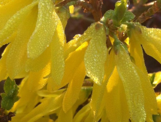 FORSYTHIA X INTERMEDIA GOLD TIDE® / GOLD TIDE® FORSYTHIA