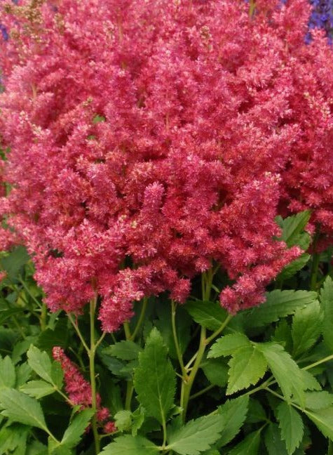 ASTILBE X FIREBERRY / FALSE SPIREA