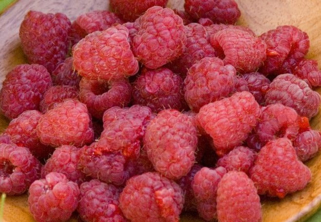 RASPBERRY HERITAGE / HERITAGE RASPBERRY