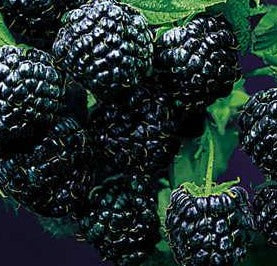 RASPBERRY JEWEL / JEWEL RASPBERRY